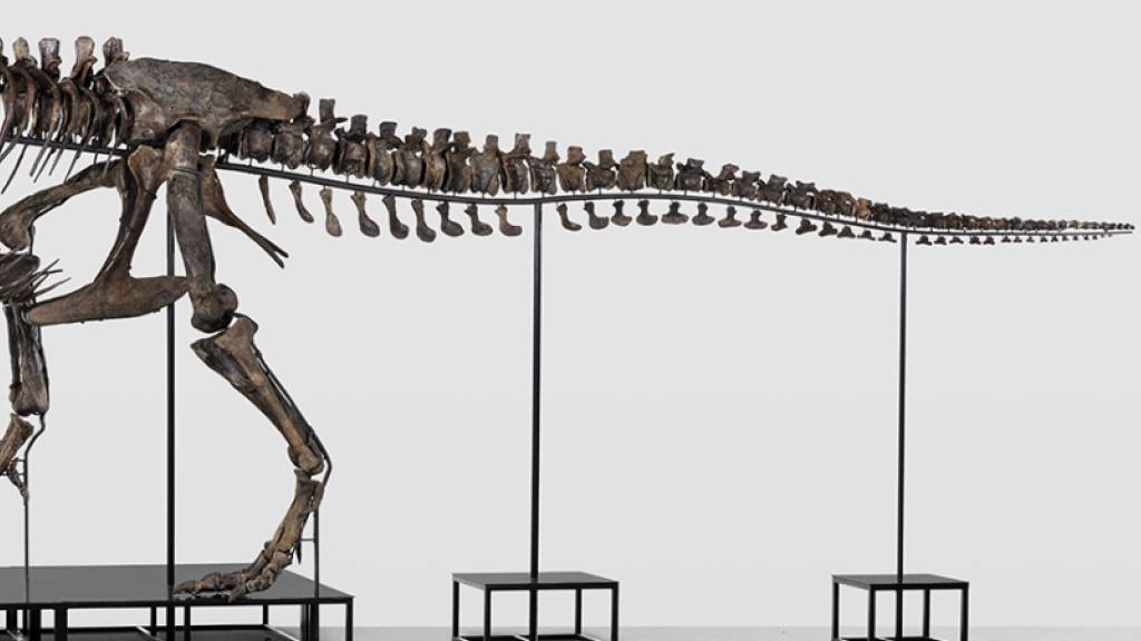 Skelett von T-Rex kommt in Zürich unter den Hammer