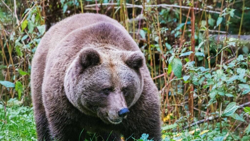 ARCHIV - Die Bärin Isa steht in einem Gehege im «Alternativen Wolf- und Bärenpark Schwarzwald» hinter einem Zaun. Foto: Philipp von Ditfurth/dpa