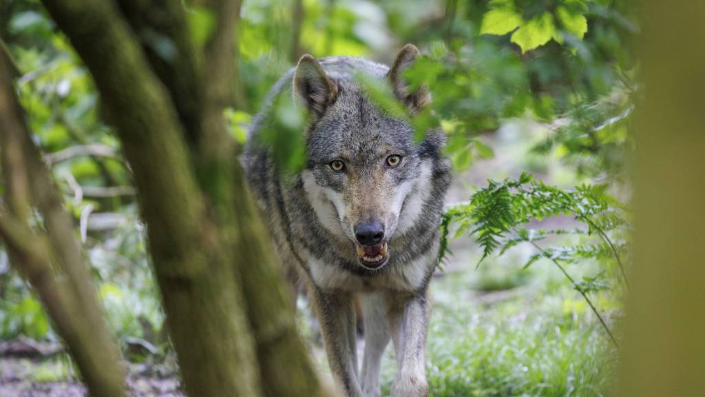 Wolf reisst Ziege im Toggenburg