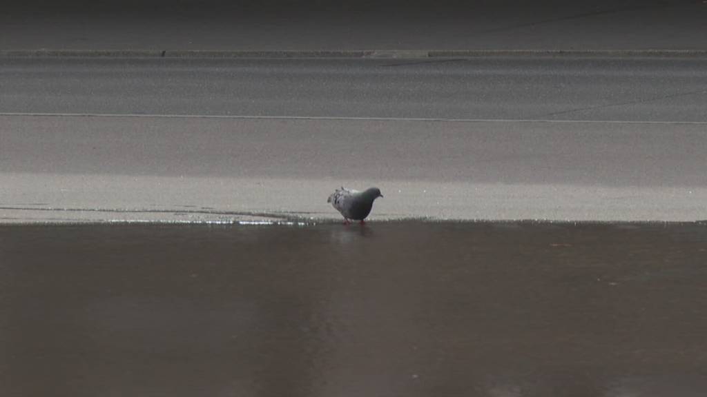 Heute in einem Monat startet das Eidgenössische Musikfest