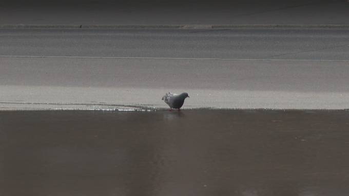 Heute in einem Monat startet das Eidgenössische Musikfest