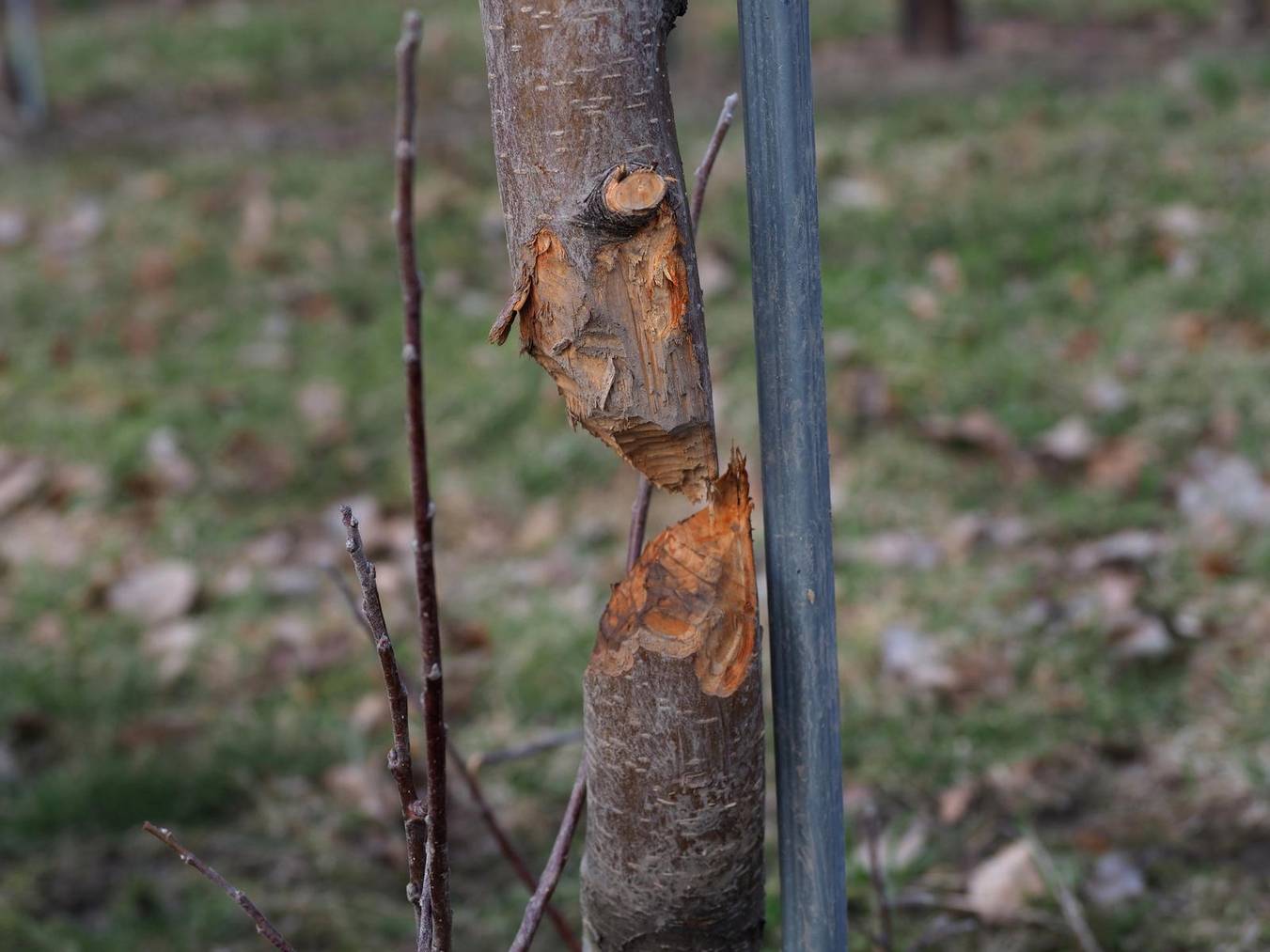 So etwas sieht man selten: Ein Obstbaum mit durchtrenntem Stamm, der trotzdem noch steht. (Bild: Südostschweiz)