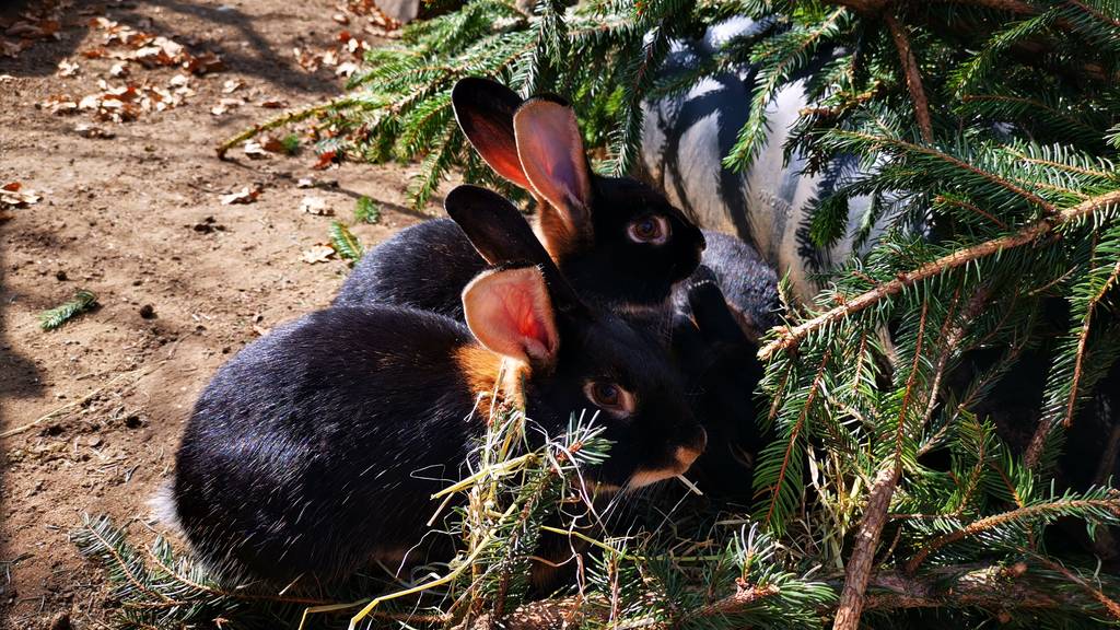 Kaninchen