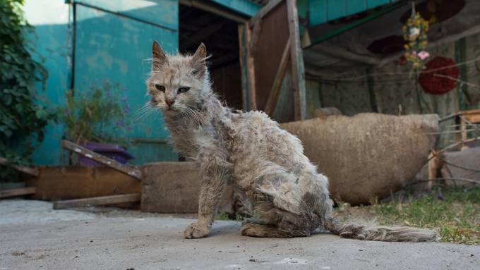 21 tote Katzen im Tiefkühler