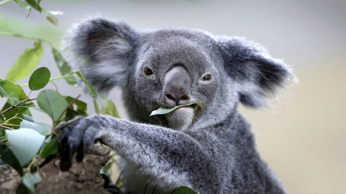 Australien will Koalas mit mehr Nationalparks retten