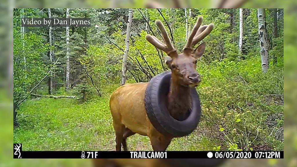 16 Kilo leichter: Wapiti-Hirsch nach zwei Jahren von Reifen befreit