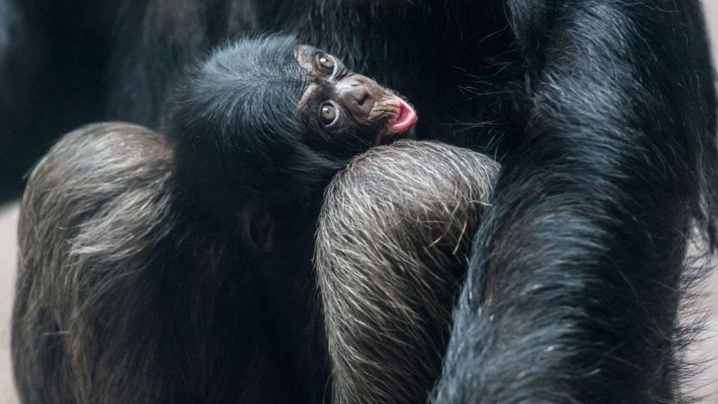 Ozouri heisst das Schimpansen-Baby, das am 2. Februar im Zoo Basel zur Welt gekommen. Für Mutter Fifi ist es das erste Kind.