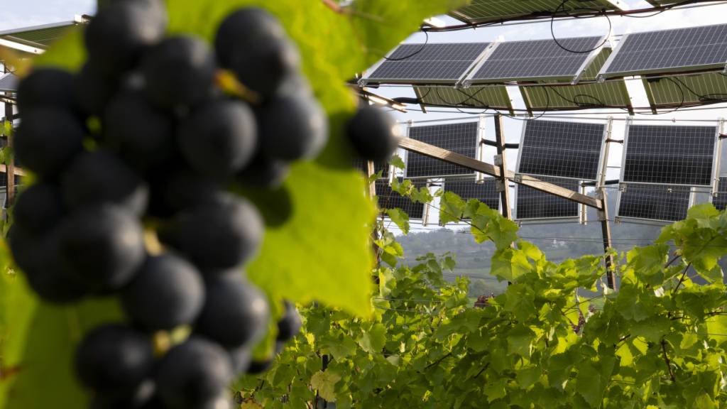 Im Rahmen eines wissenschaftlich begleiteten Interreg-Projekts testet ein Winzerbetrieb in Sissach BL Photovoltaikanlagen in den Rebbergen.