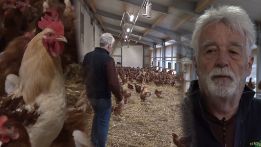 «Hühner waren schon immer mein Ding» – zu Besuch in Rheintaler Hühnerstall