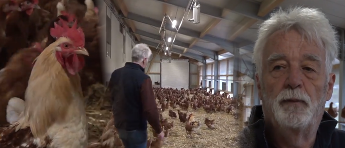 «Hühner waren schon immer mein Ding» – zu Besuch in Rheintaler Hühnerstall