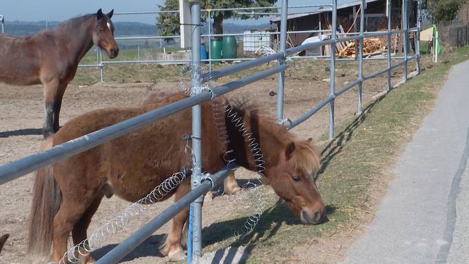 Wegen Corona-Krise: Ponys droht Notschlachtung