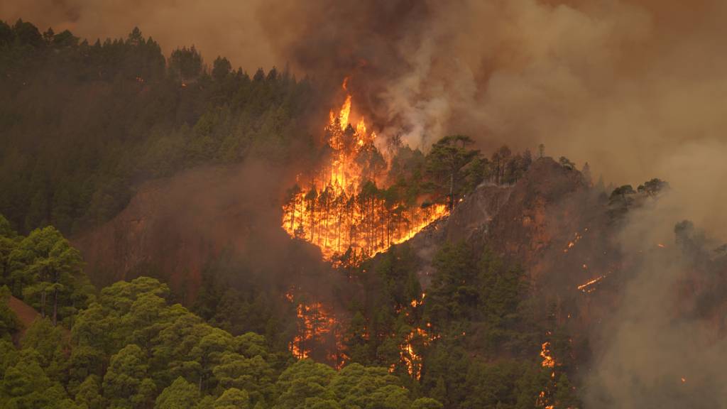 dpatopbilder - Bäume brennen im Wald. In der Nacht brach auf Teneriffa zwischen den Städten Candelaria und Arafo ein Waldbrand aus. Die Gemeinden Arrate, Chivisaye, Media Montaña und Ajafoña mußten evakuiert werden. Foto: Europa Press/EUROPA PRESS/dpa