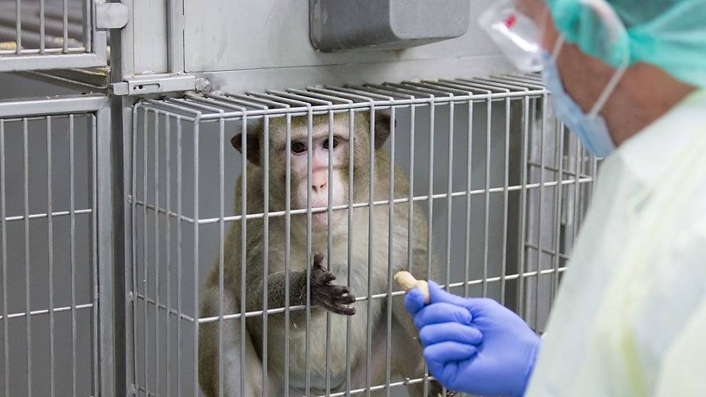 Die Zahl der in der Schweiz durchgeführten Tierversuche ist 2018 weiter zurückgegangen. Immer noch werden aber jährlich weit über eine halbe Million Tiere für Versuche eingesetzt. (Archivbild)