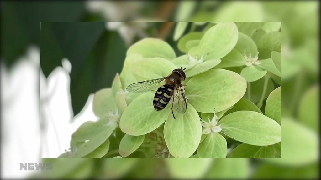 Lästige Schwebfliegen nerven Berner