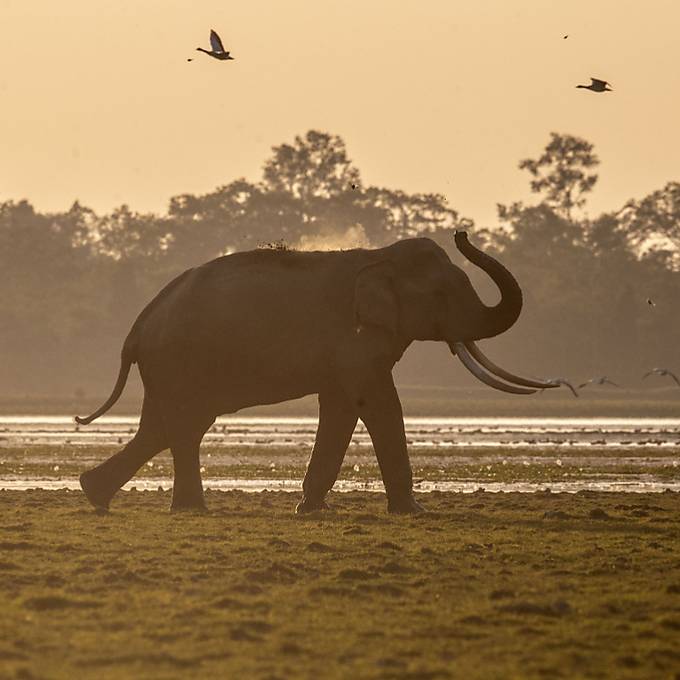 Elefant zertrampelt Mann in Indien bei Selfie-Versuch