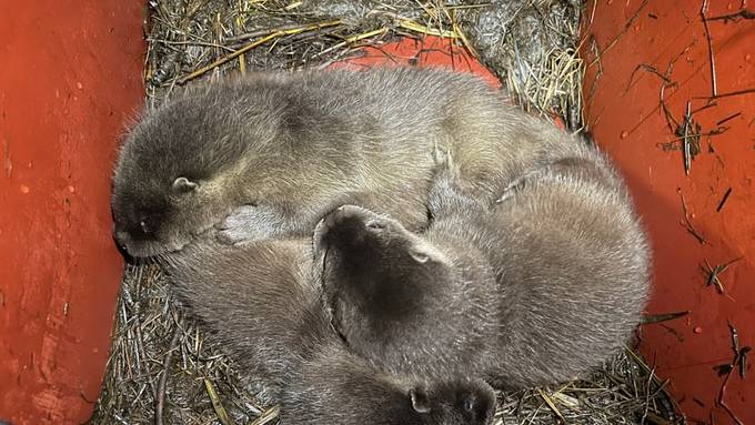 Fans dürfen über Namen für die Baby-Otter entscheiden