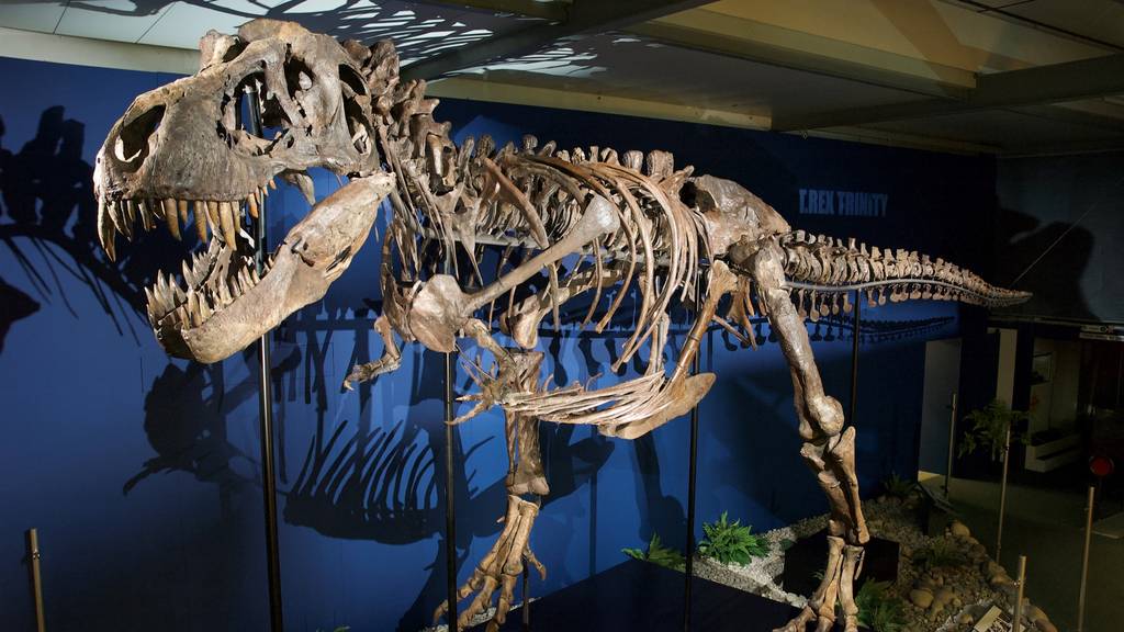 «Ein Traum wird wahr»: T-Rex beehrt Sauriermuseum Aathal