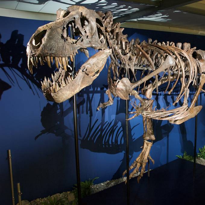«Ein Traum wird wahr»: T-Rex beehrt Sauriermuseum Aathal
