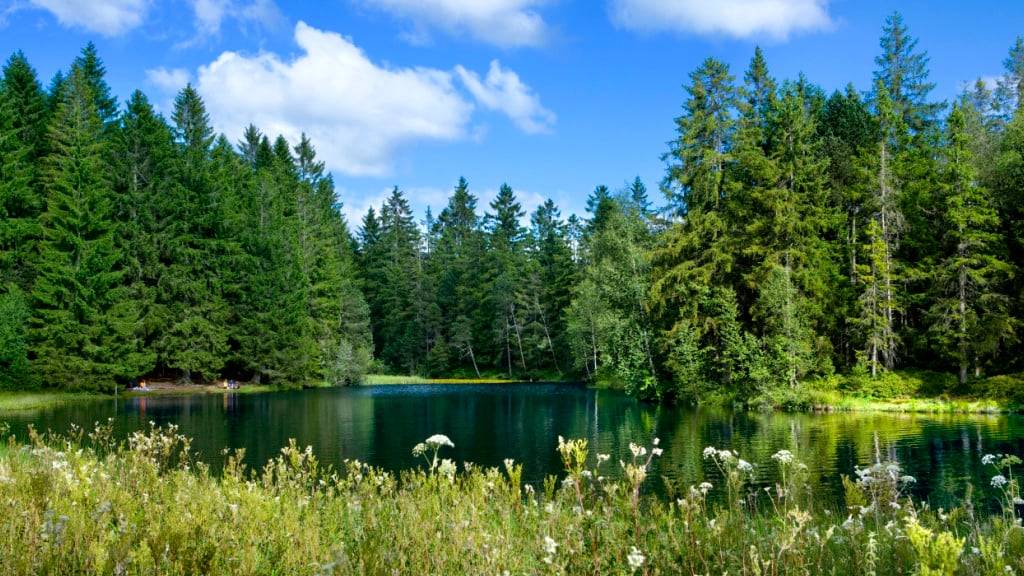 Das Hochmoor «Etang de la Gruére» ist eines der Biotope von nationaler Bedeutung. (Archivbild)