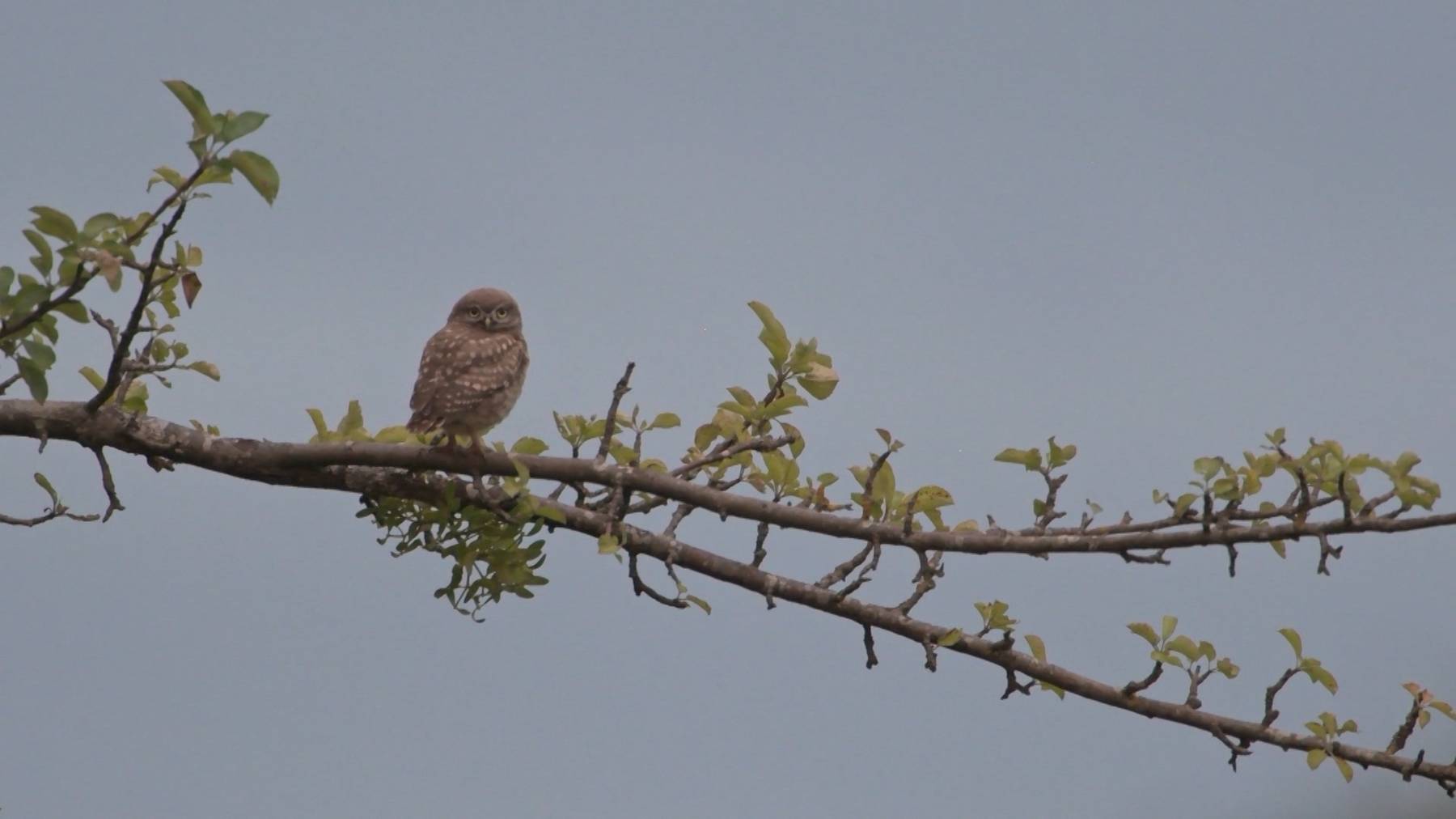 Vogel des Jahres