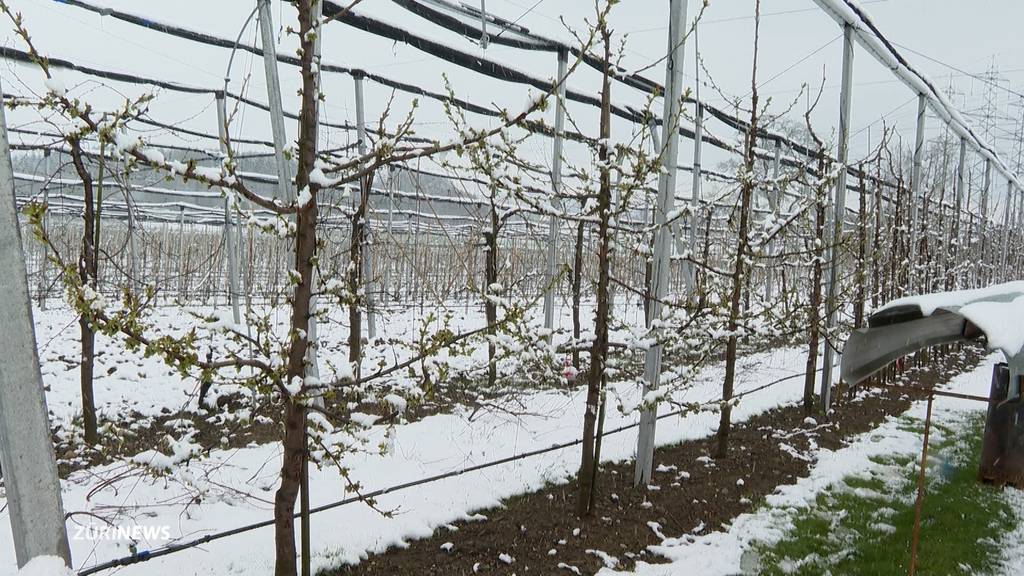 Über den Schnee und die Kälte freuen sich nicht alle