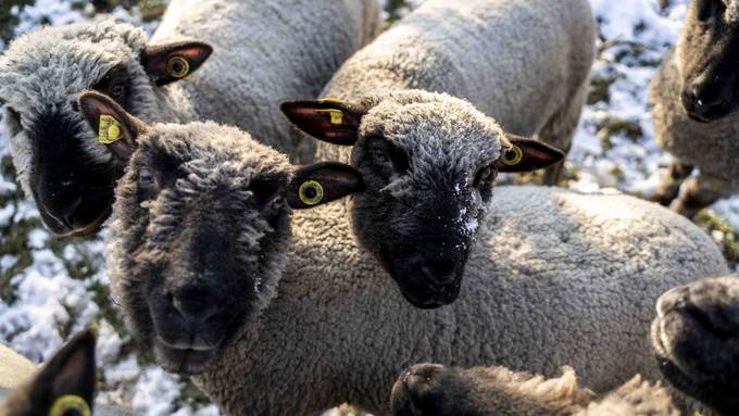 Juckerhof scheitert bei Experiment – Schafe landen im Schlachthof