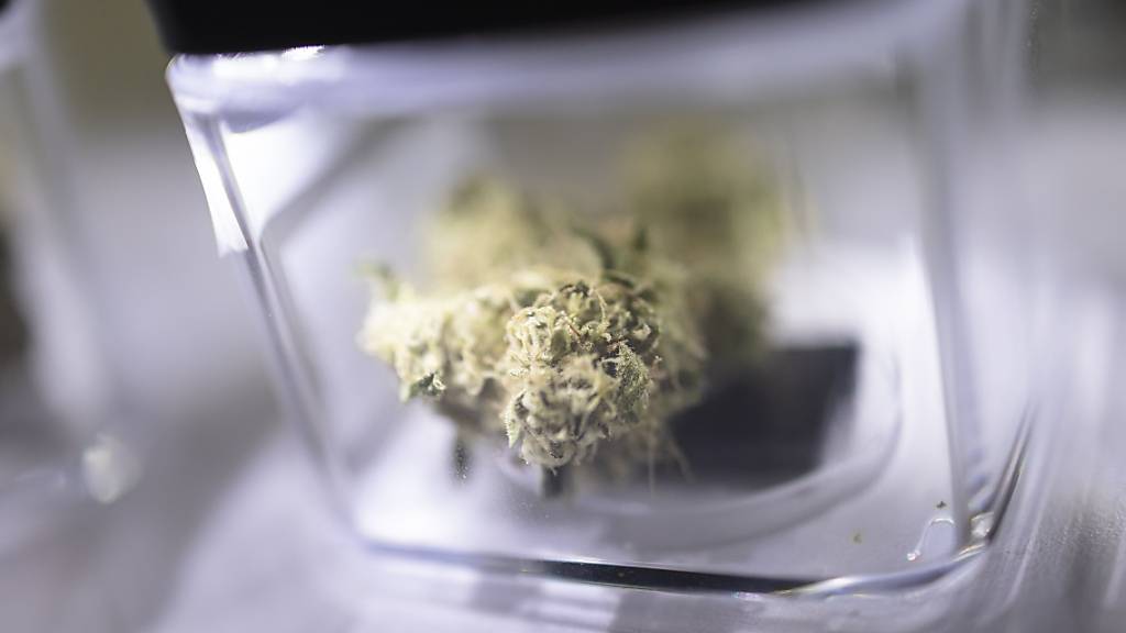 Nicht mit harten Drogen vergleichbar: Cannabis. (Symbolbild)