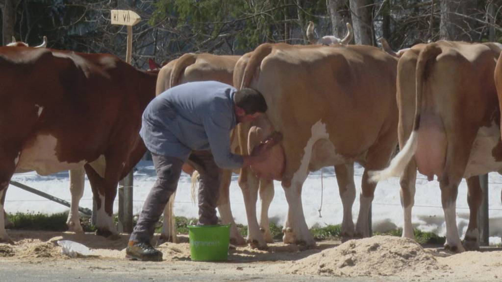 Die Viehschau-Saison ist eröffnet