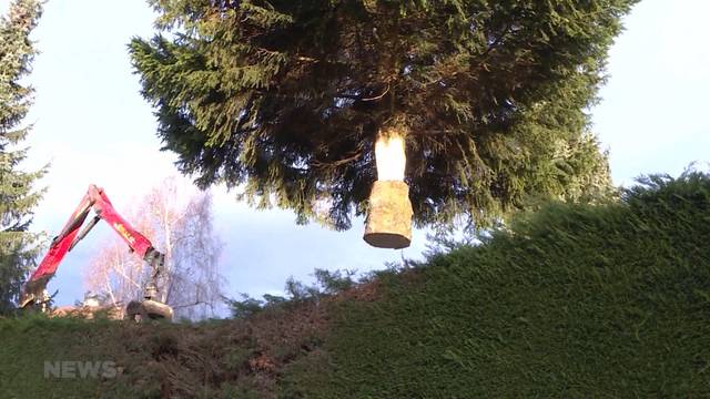 Schwarzenburger Tanne schmückt Stadt Bern