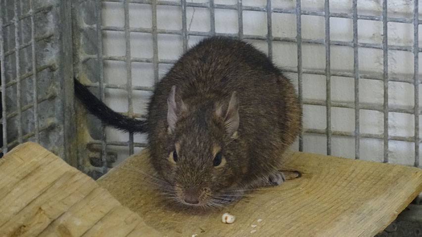 Degu