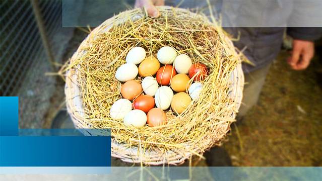 ZüriNews — Sonntag, 1. April 2018 — Ganze Sendung