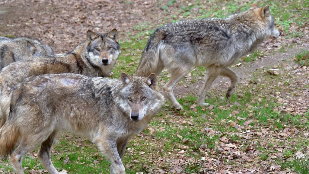 Kanton St.Gallen will Wolfsrudel am Gamserrugg regulieren