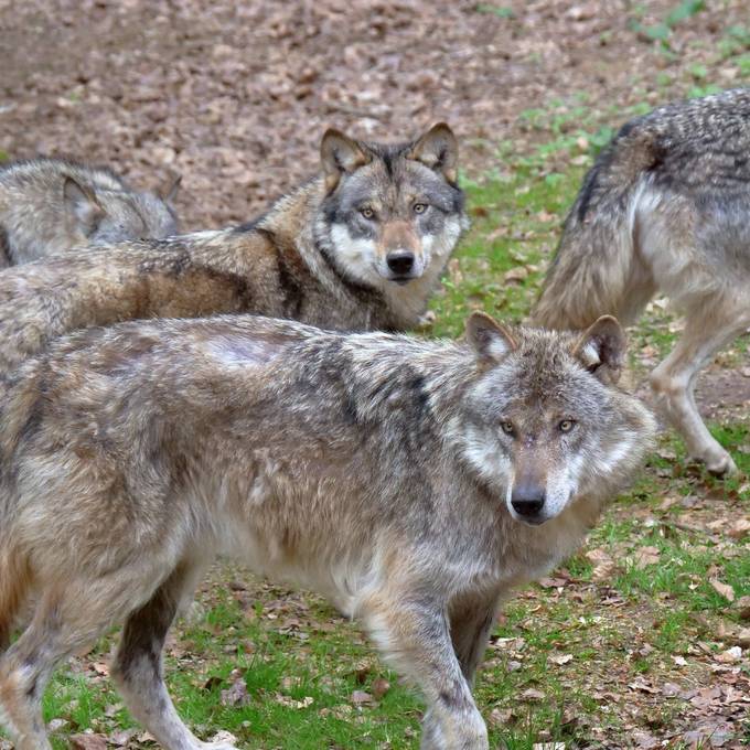 Kanton St.Gallen will Wolfsrudel am Gamserrugg regulieren