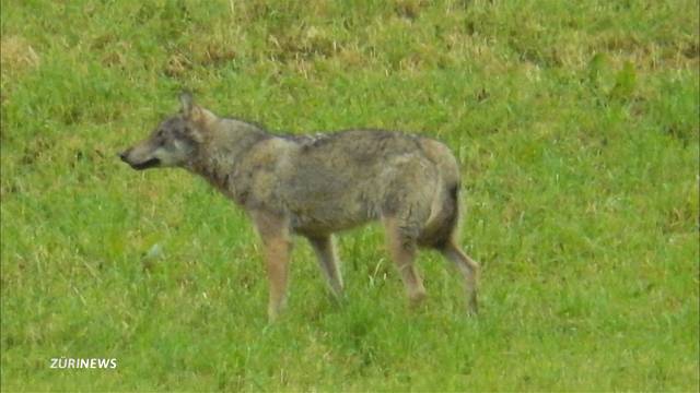 Wolf in Horgen gesichtet