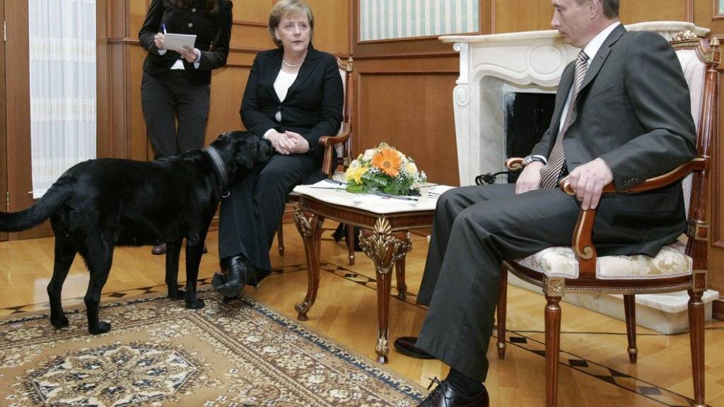 Offenbar doch ein geplanter Affront: Obwohl Wladimir Putin vorgängig informiert worden war, dass sich Angela Merkel vor Hunden fürchtete, konfrontierte er sie 2007 mit seinem Labrador Koni (Archiv).