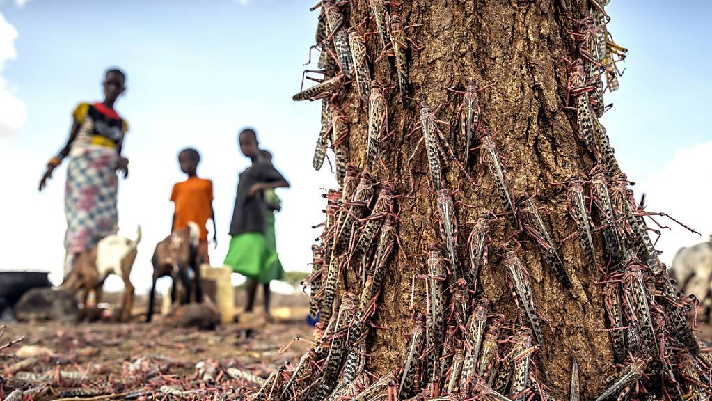 In Ostafrika gibt es Erfolge gegen die Heuschreckenplage: Hunderte der Tiere an einem Baumstamm Ende März  in Kenia.