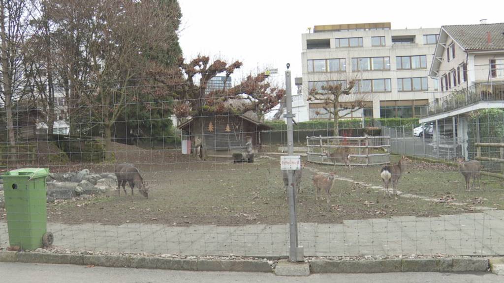 Nach Luzern - Gibt es auch für Stadt Zuger Hirsche Rettung?