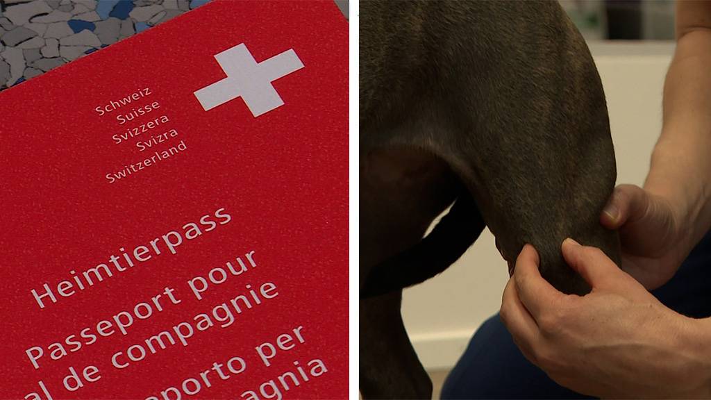 Ferien mit dem Hund / Orthopädische Kontrolle beim Tierarzt