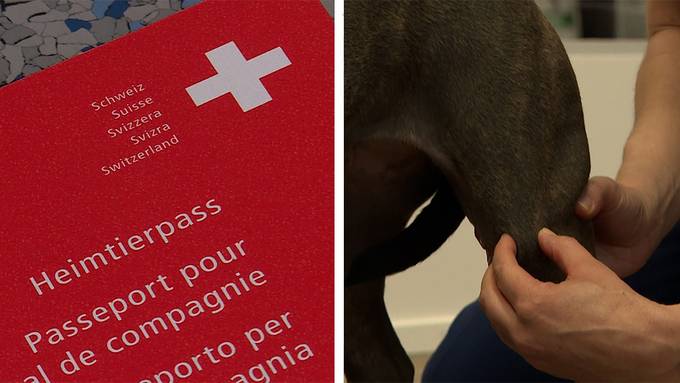 Ferien mit dem Hund / Orthopädische Kontrolle beim Tierarzt