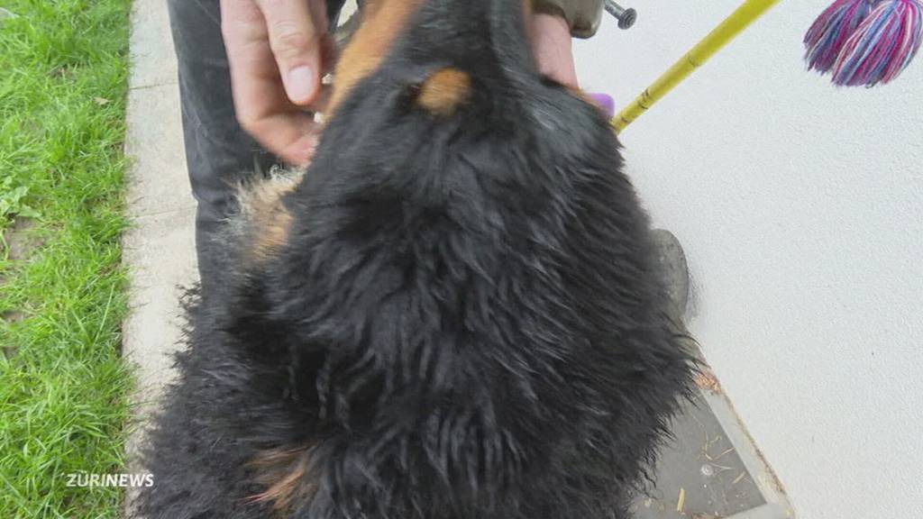 Hund und Katzen des Zürcher SVP-Präsidenten angeschossen und vergiftet