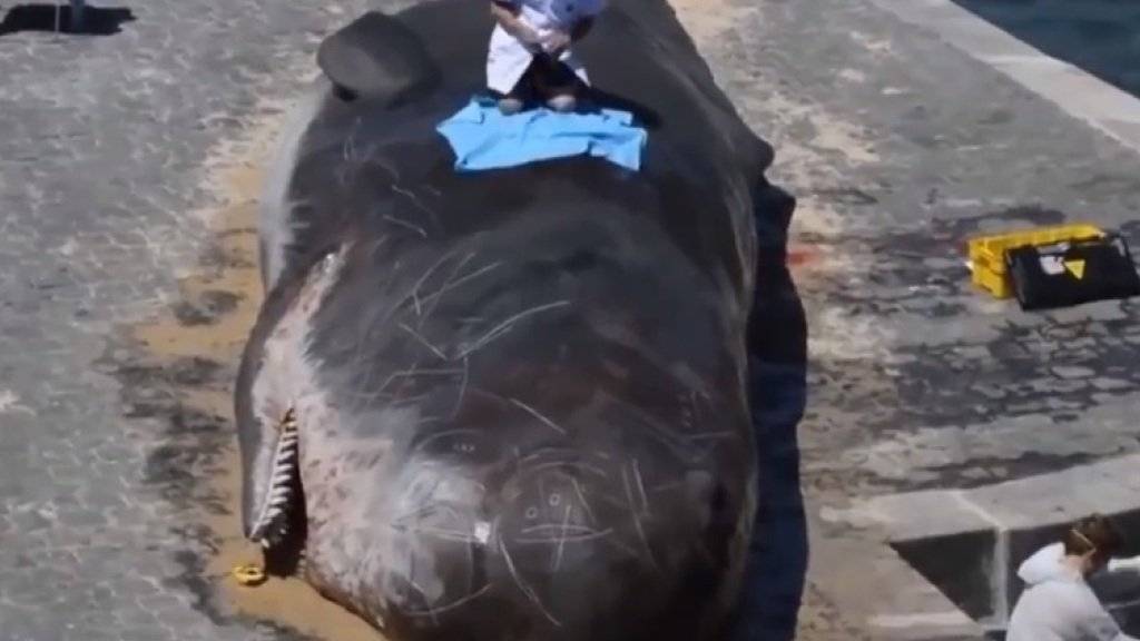 Ein lebensecht wirkender Pottwal ist am Seine-Ufer gestrandet. Er stinkt gewaltig und wird von «Wissenschaftlern» untersucht. Alles nur Kunst. (Screenshot Youtube)