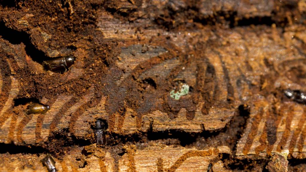 Borkenkäfer verursachten erneut weniger Schäden in Schweizer Wäldern. (Archivbild)