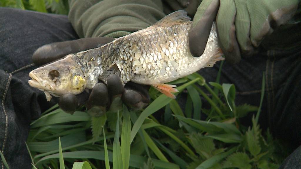 Fischsterben in Muri: 6,5 km langer Bünz-Abschnitt betroffen