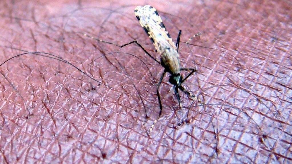 Eine Malariaform, die nicht auf die gängige Therapie reagiert, breitet sich nach Angaben von Wissenschaftlern in der Mekong-Region in Südostasien aus. Die Krankheit wird von Mücken übertragen. (Symbolbild)