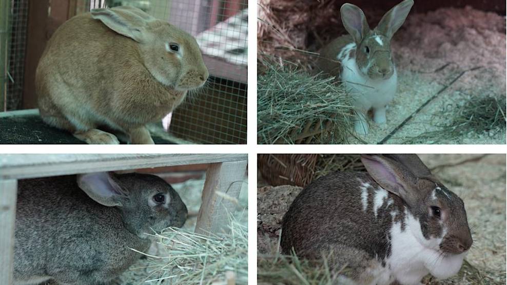 Mocca, Mopsi, Flamy & Fiona