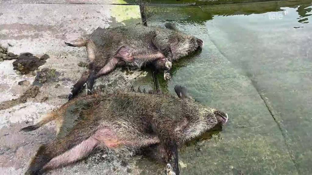 Tote Wildschweine im Küssnachter Seebecken