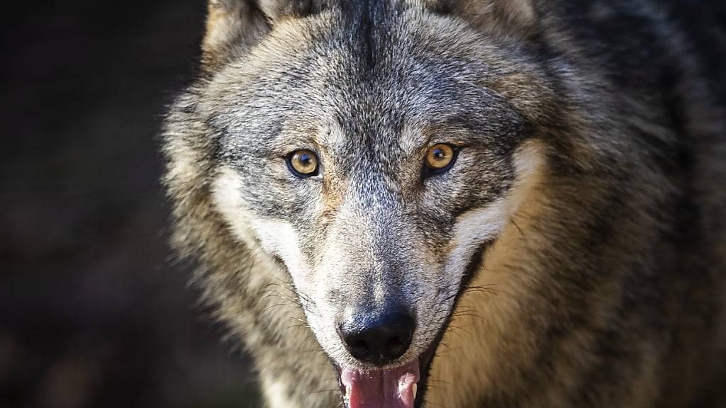 Im Urner Urserental hat ein Wolf neun Schafe gerissen. Nun ist er vom Kanton zum Abschuss freigegeben worden. (Symbolbild)