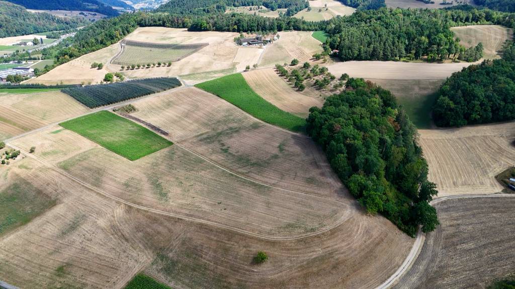 Braune Wiesen statt Sommergrün