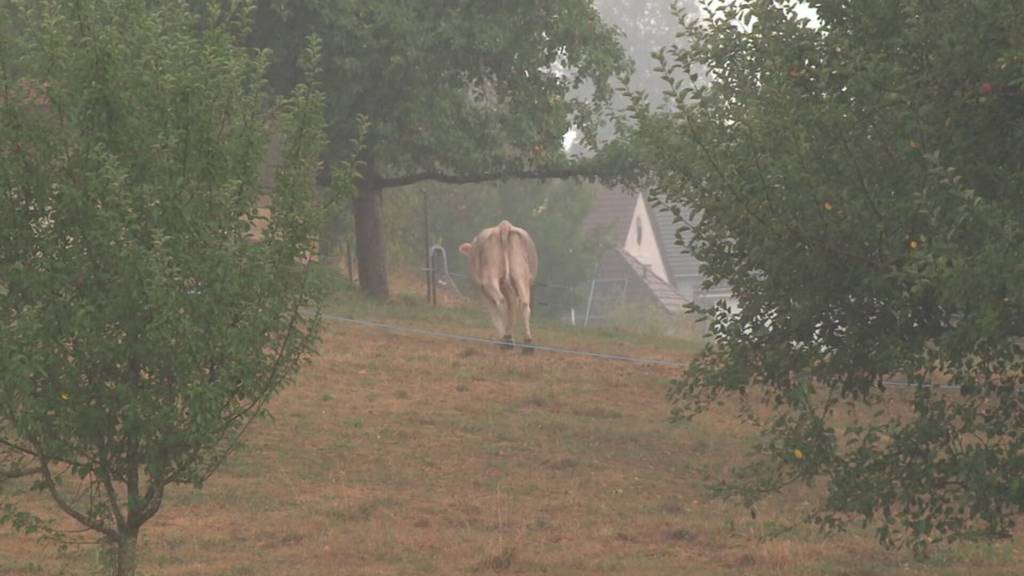Endlich Regen! Doch die Lage bleibt angespannt
