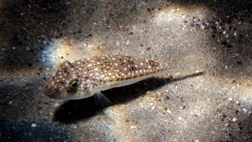 Erst bereitete er türkischen Fischern Probleme, nun tritt er massiv in griechischen Gewässern auf: Der giftige Hasenkopf-Kugelfisch.